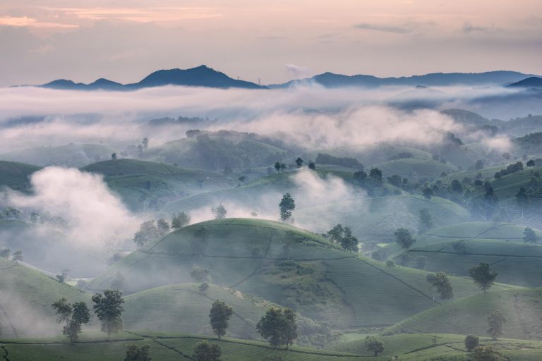 Long Coc tea terraces in Vietnam